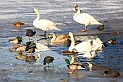 Maschseeimpressionen  014